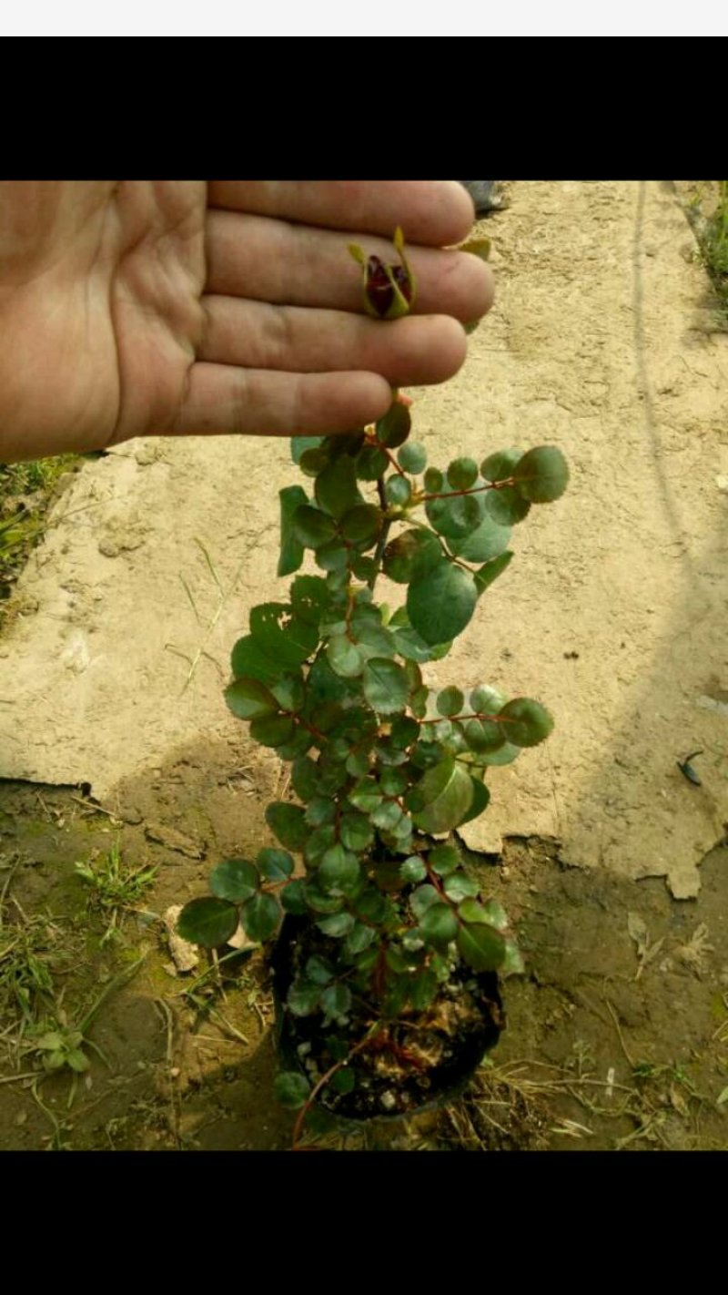 红色达芬奇欧月灌木庭院四季开花绿植盆栽花卉月季蔷薇玫瑰