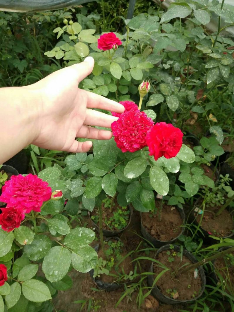 红色达芬奇欧月灌木庭院四季开花绿植盆栽花卉月季蔷薇玫瑰