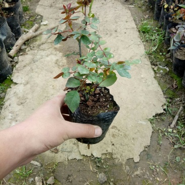 红色达芬奇欧月灌木庭院四季开花绿植盆栽花卉月季蔷薇玫瑰