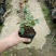 红色达芬奇欧月灌木庭院四季开花绿植盆栽花卉月季蔷薇玫瑰
