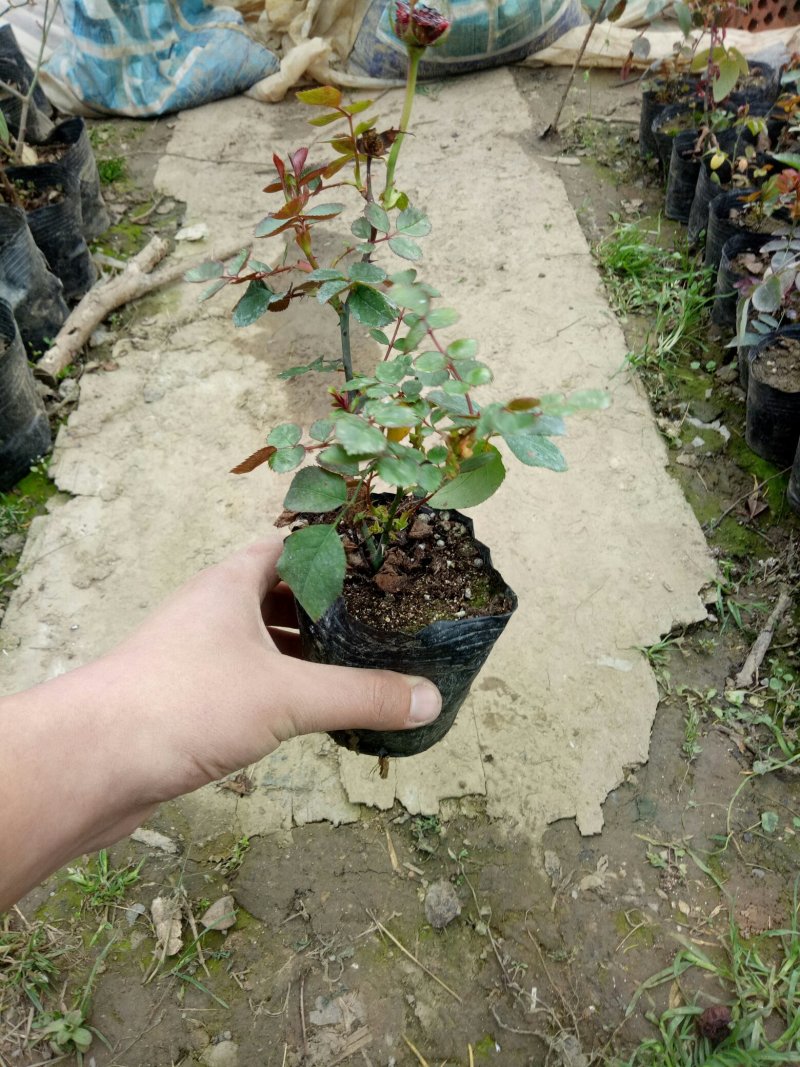 红色达芬奇欧月灌木庭院四季开花绿植盆栽花卉月季蔷薇玫瑰