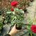 红色达芬奇欧月灌木庭院四季开花绿植盆栽花卉月季蔷薇玫瑰