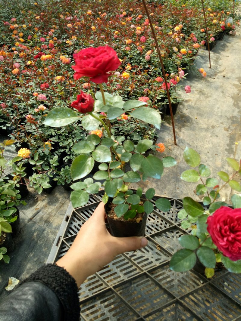 红色达芬奇欧月灌木庭院四季开花绿植盆栽花卉月季蔷薇玫瑰