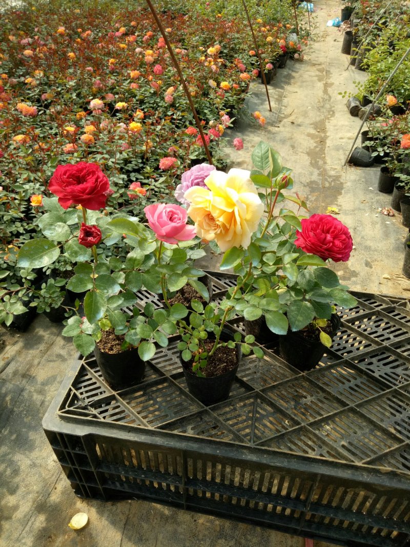 红色达芬奇欧月灌木庭院四季开花绿植盆栽花卉月季蔷薇玫瑰