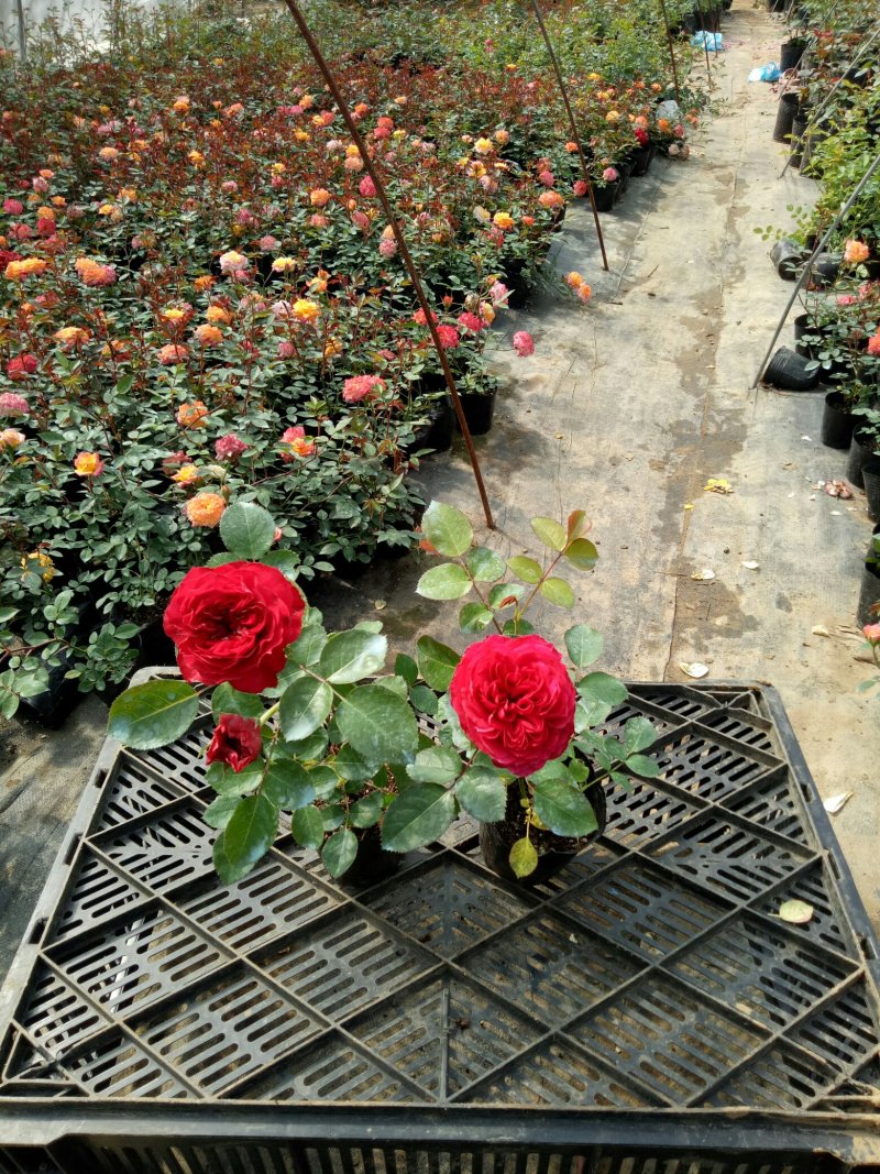 红色达芬奇欧月灌木庭院四季开花绿植盆栽花卉月季蔷薇玫瑰