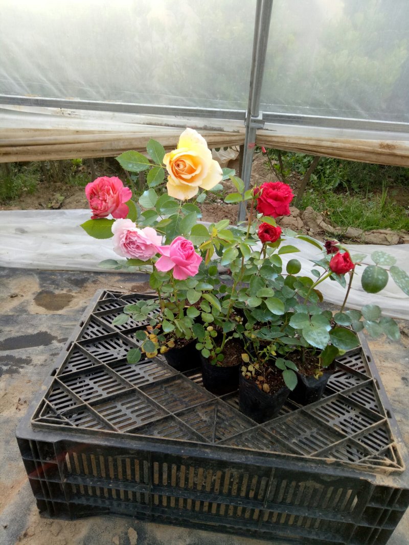 红色达芬奇欧月灌木庭院四季开花绿植盆栽花卉月季蔷薇玫瑰