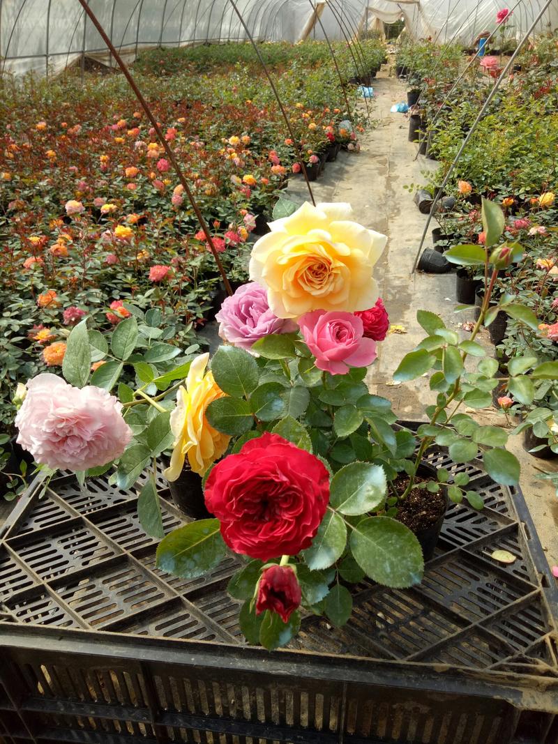 红色达芬奇欧月灌木庭院四季开花绿植盆栽花卉月季蔷薇玫瑰