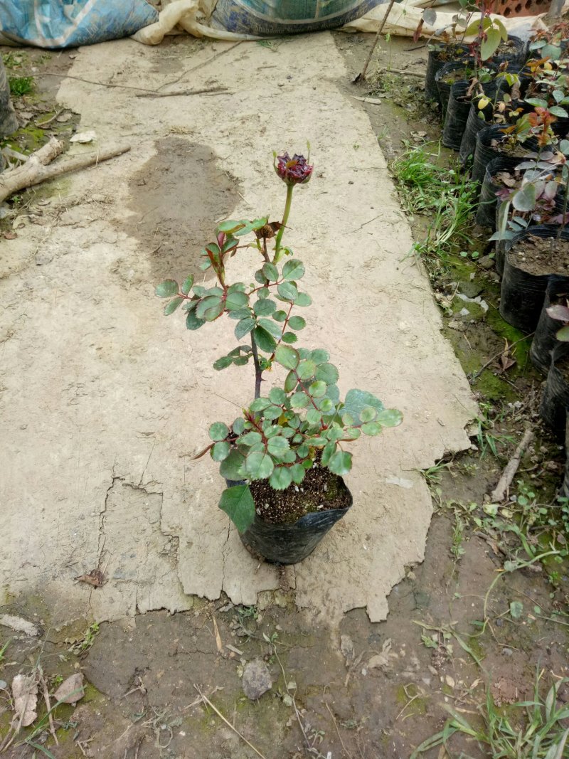 红色达芬奇欧月灌木庭院四季开花绿植盆栽花卉月季蔷薇玫瑰