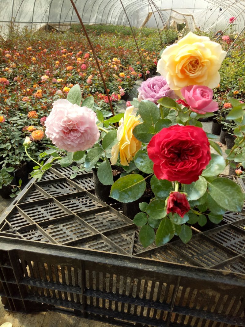 红色达芬奇欧月灌木庭院四季开花绿植盆栽花卉月季蔷薇玫瑰