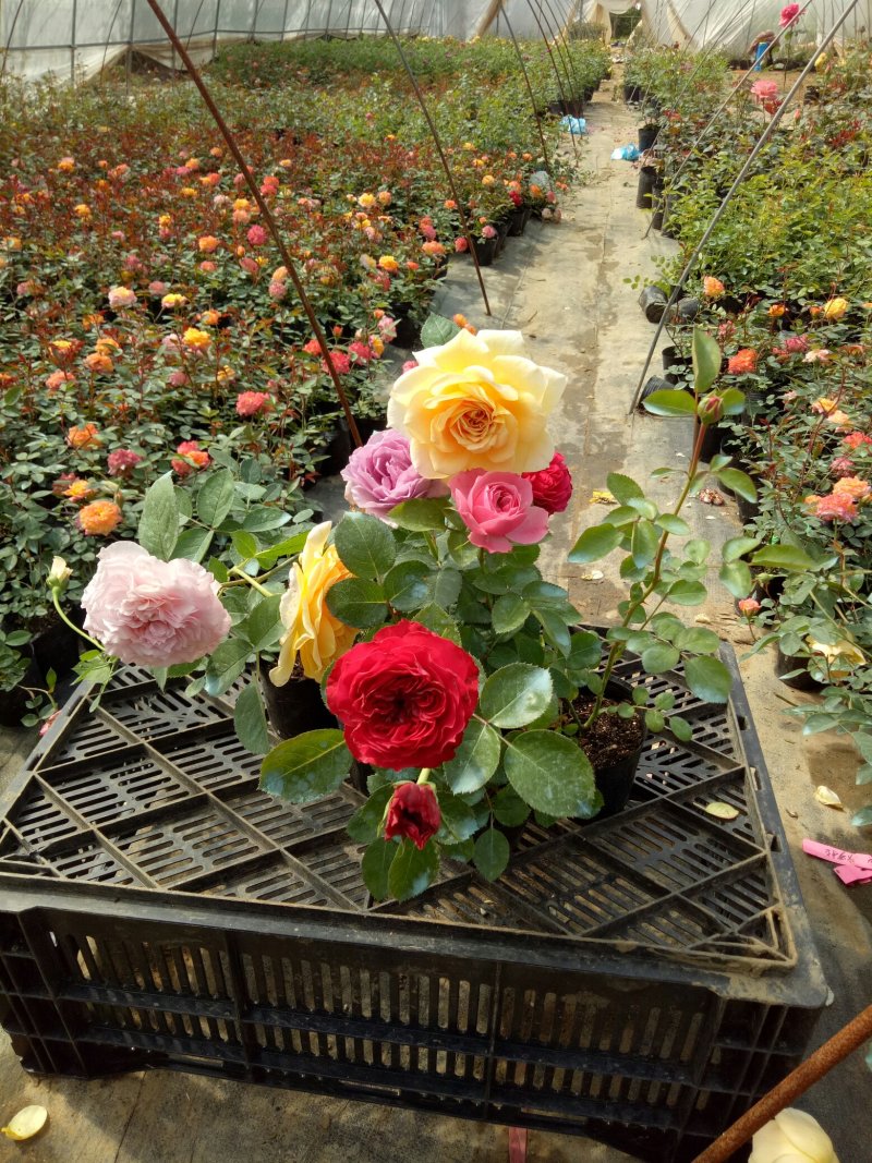 红色达芬奇欧月灌木庭院四季开花绿植盆栽花卉月季蔷薇玫瑰