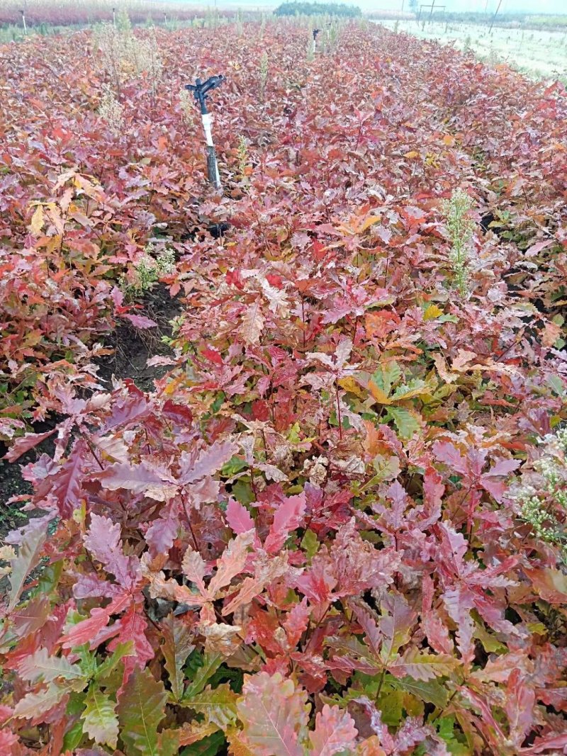 蒙古栎苗，柞树苗，辽东栎苗，蒙古栎小苗