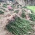 栽树季节，红豆杉