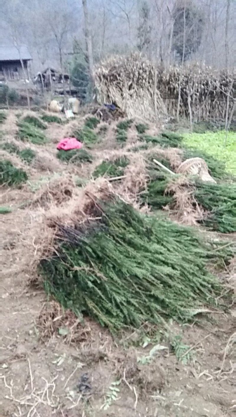 栽树季节，红豆杉