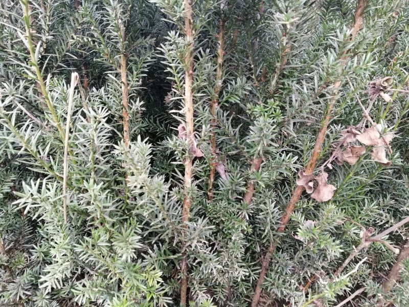 栽树季节，红豆杉