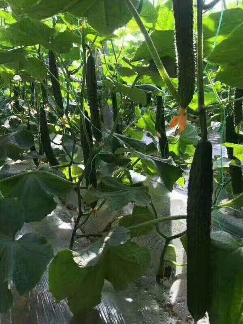 黄瓜种子津星1022油亮水果型密刺黄瓜耐低温带瓜强