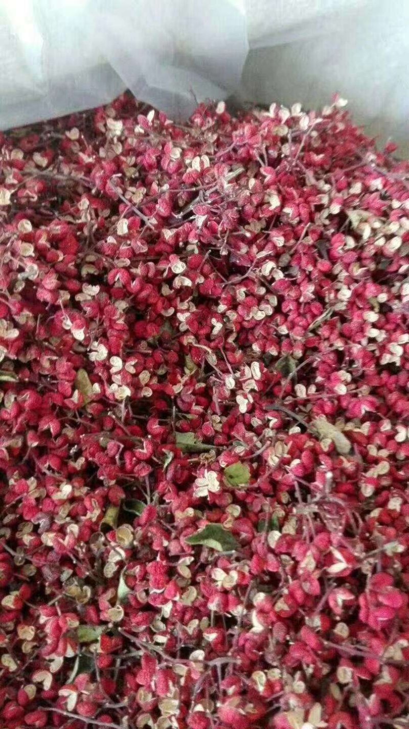 正宗无刺（黄盖狮子头）花椒苗当年结果保品种保湿邮寄