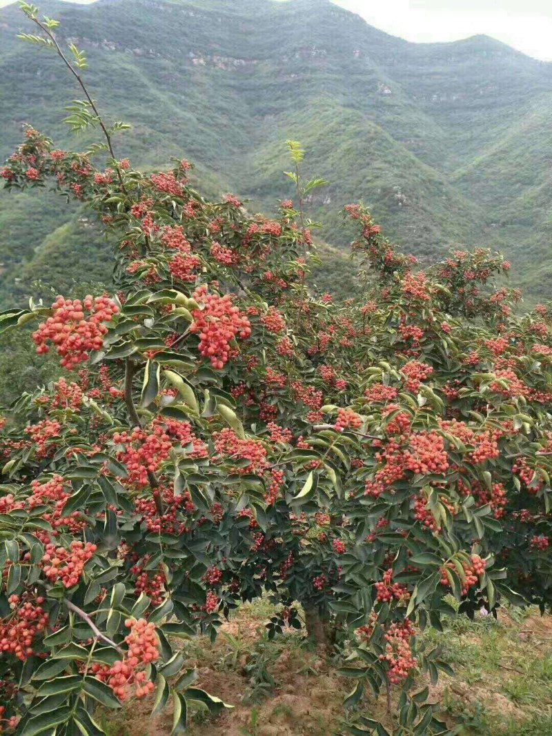 正宗无刺（黄盖狮子头）花椒苗当年结果保品种保湿邮寄