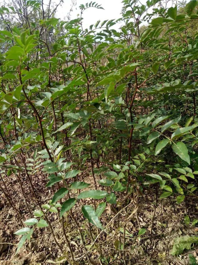 正宗无刺（黄盖狮子头）花椒苗当年结果保品种保湿邮寄