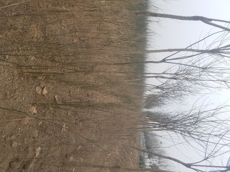 国槐