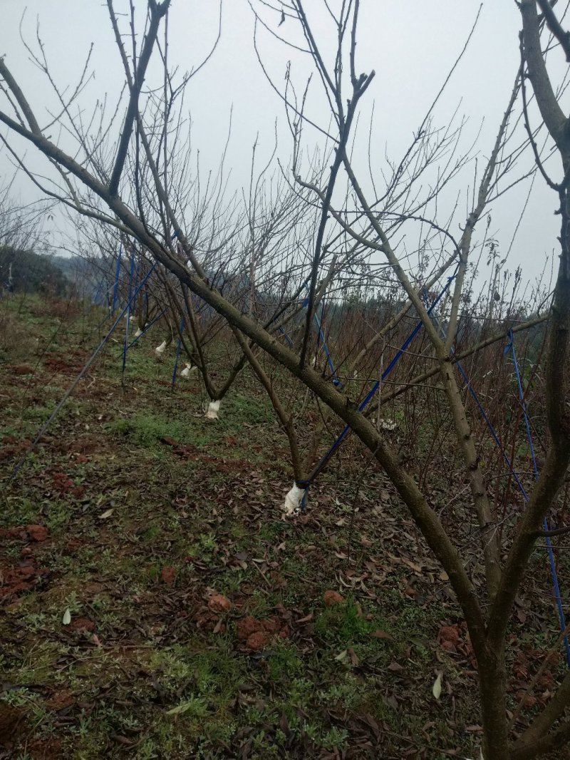 李子苗，脆红李基地直供，包邮，包成活，包技术。死苗补发。