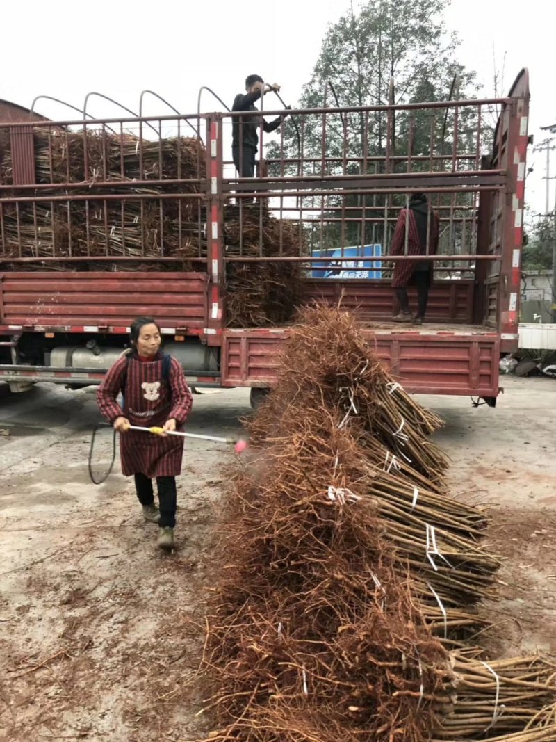 苗圃现挖李子苗，五月脆，蜂糖李，半边红，包邮包技术，死苗补发