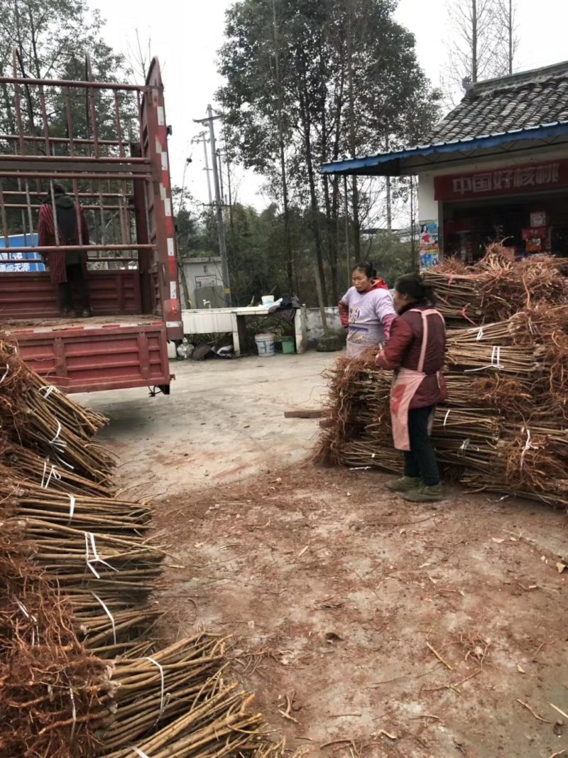 李子苗，蜂糖李，5月脆，脆红李，基地直供，包邮包技术