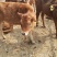 供应肉牛犊，改良肉牛