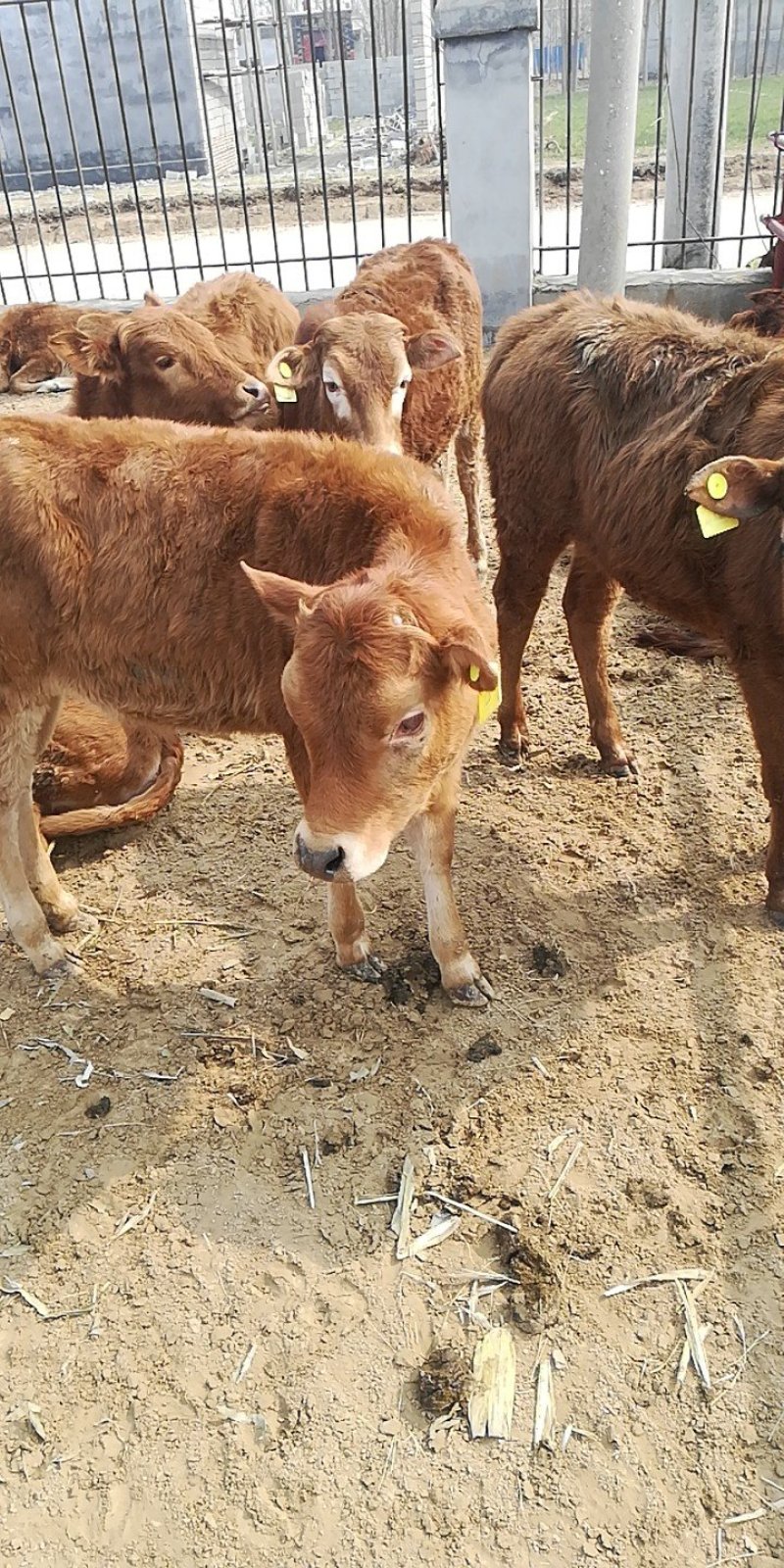 供应肉牛犊，改良肉牛