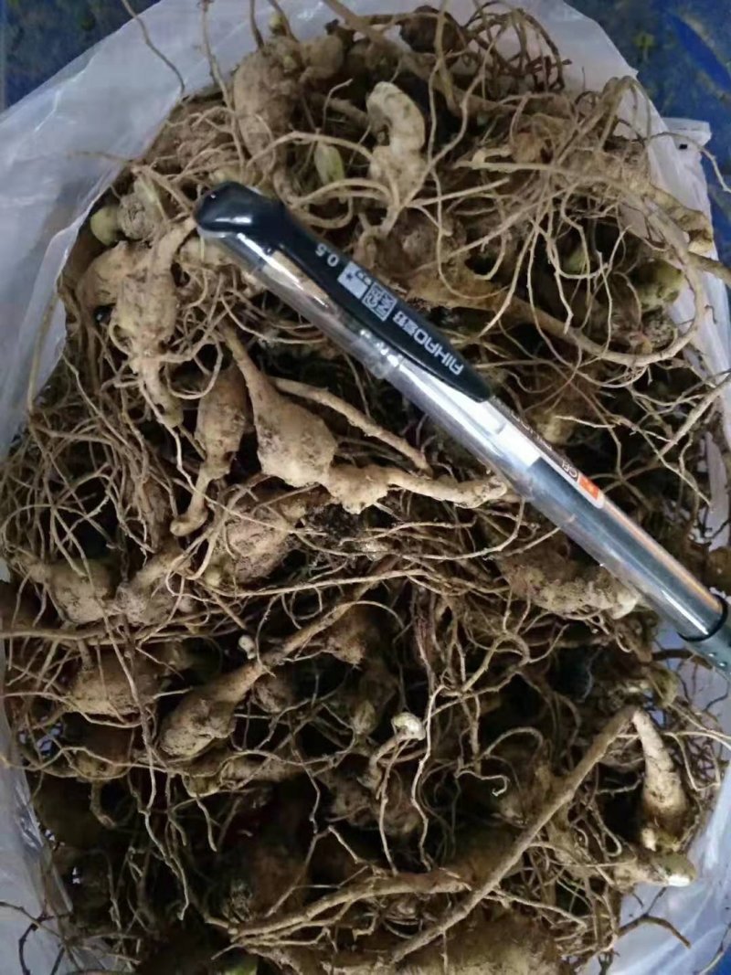 竹节参籽育苗