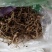 竹节参籽育苗