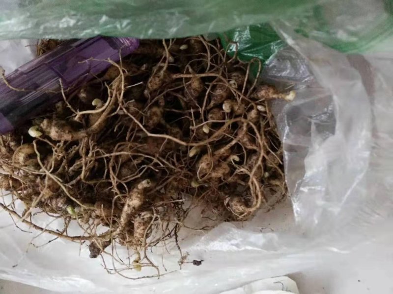 竹节参籽育苗