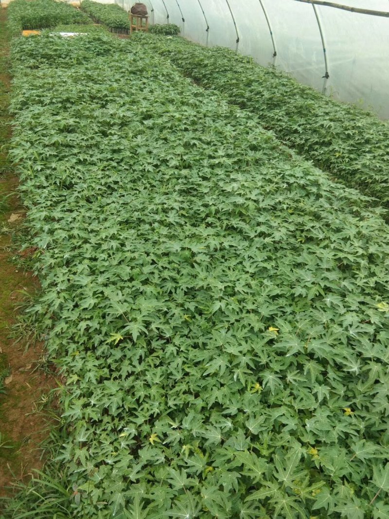 四季结果木苗红肉水果木瓜苗矮化大果木瓜苗当年结果带土包邮
