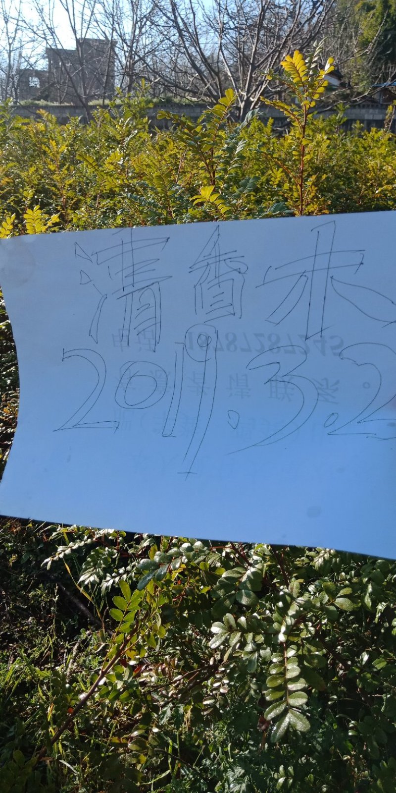 清香木