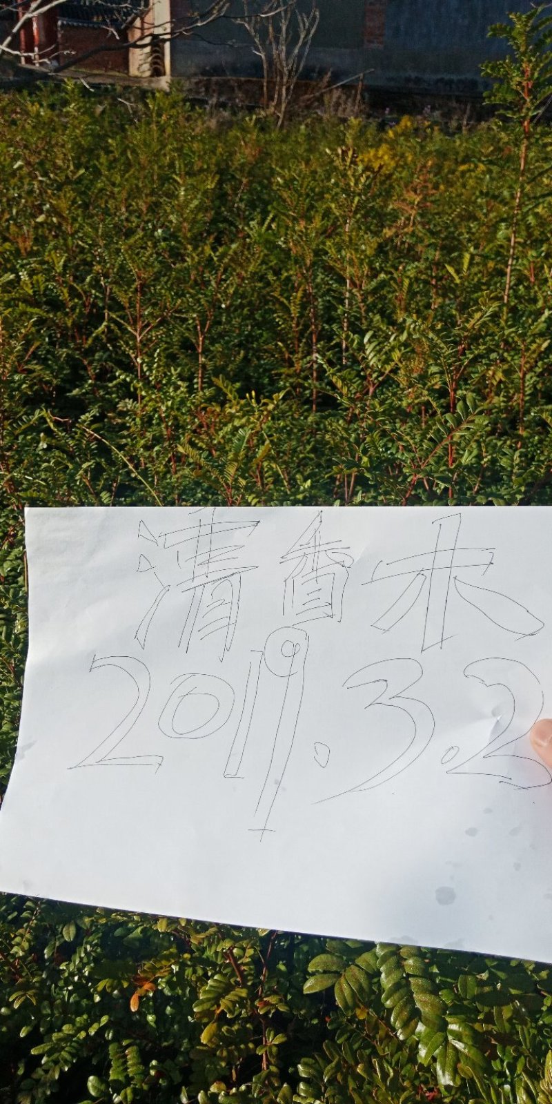 清香木