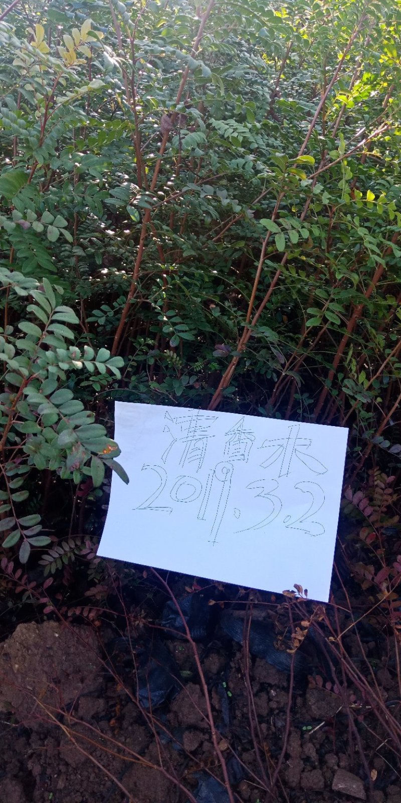 清香木