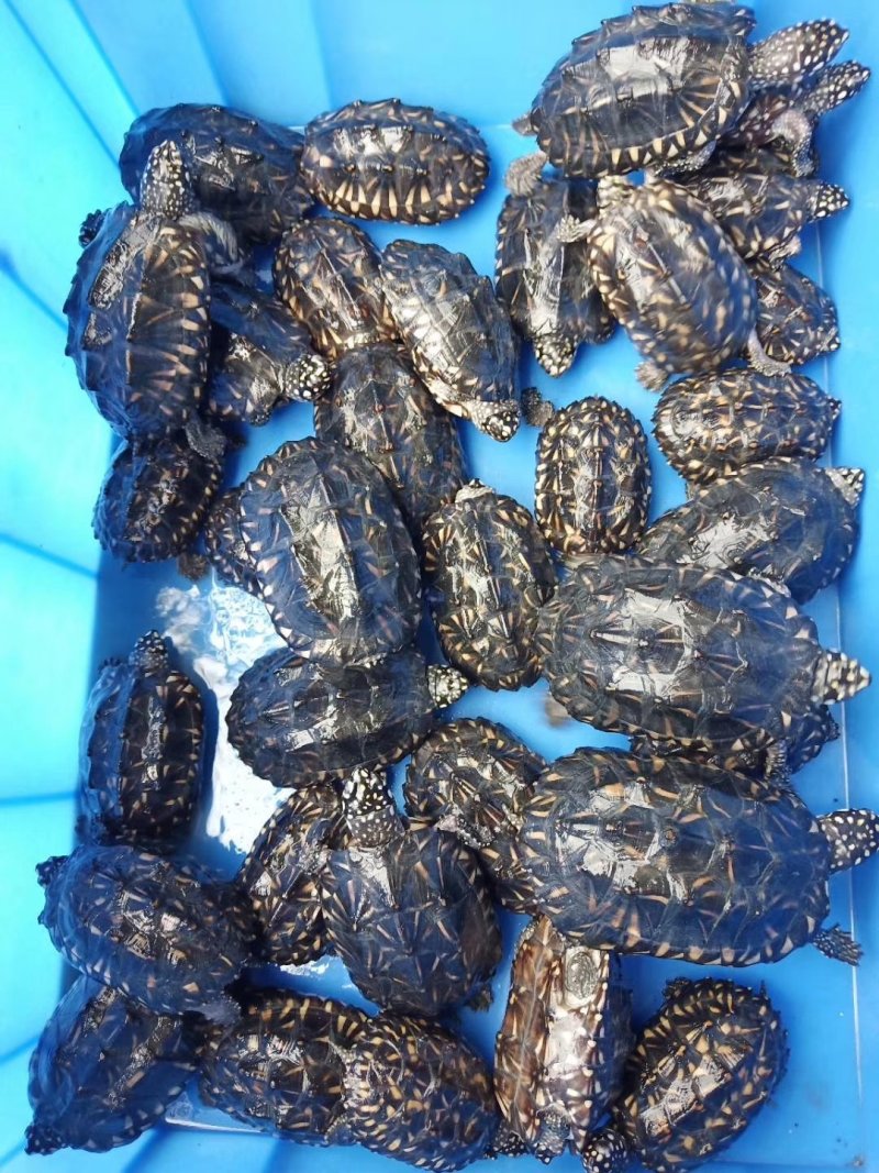斑点