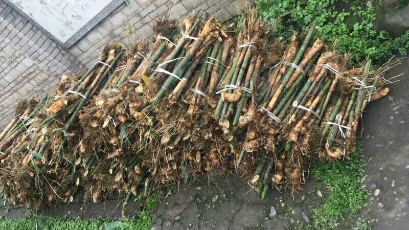 大量供应棉竹种苗，硬头黄竹种苗，苦竹等等