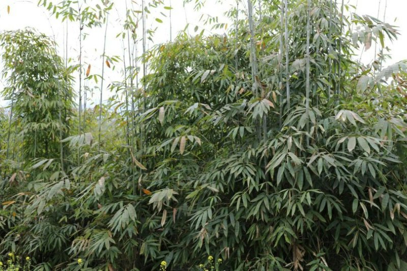 大量供应棉竹种苗，硬头黄竹种苗，苦竹等等