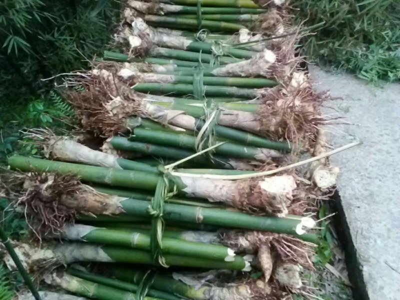 大量供应棉竹种苗，硬头黄竹种苗，苦竹等等