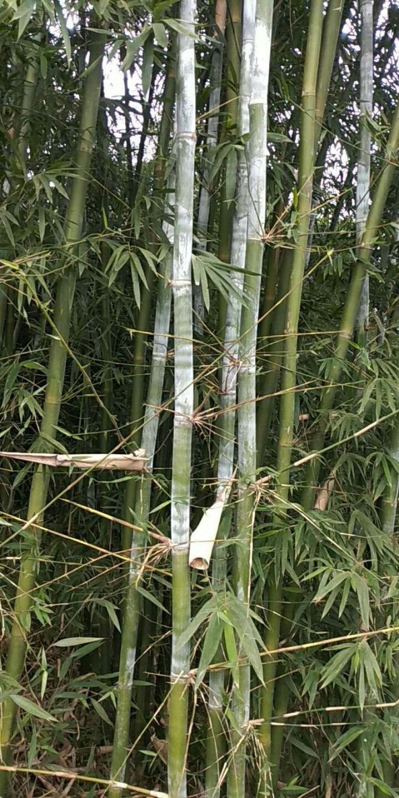 大量供应棉竹种苗，硬头黄竹种苗，苦竹等等