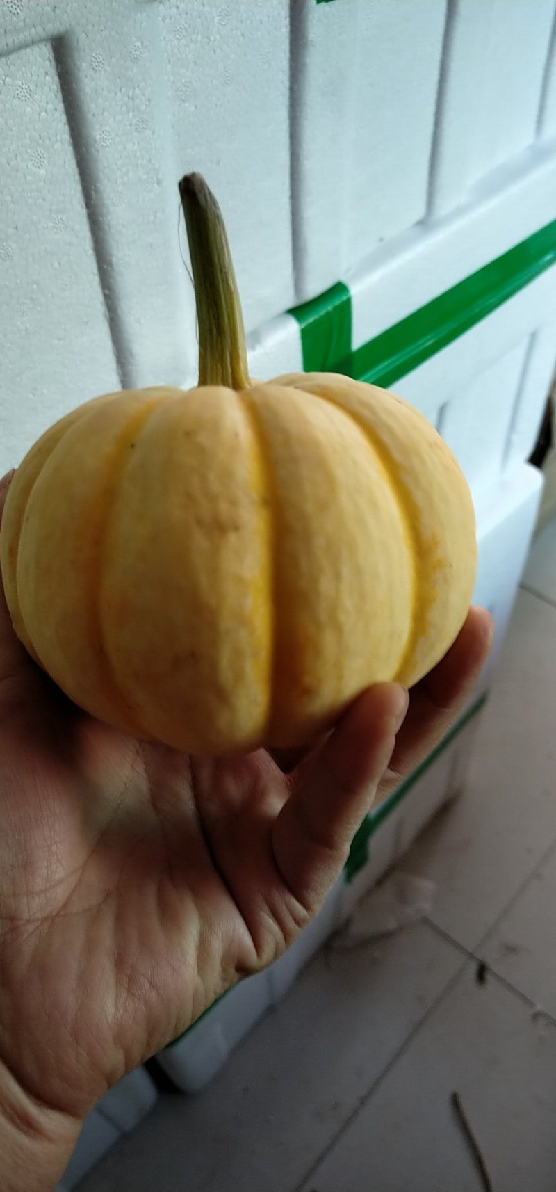 小桔瓜，太阳瓜，黄贝贝，各规格齐全，大量现货！