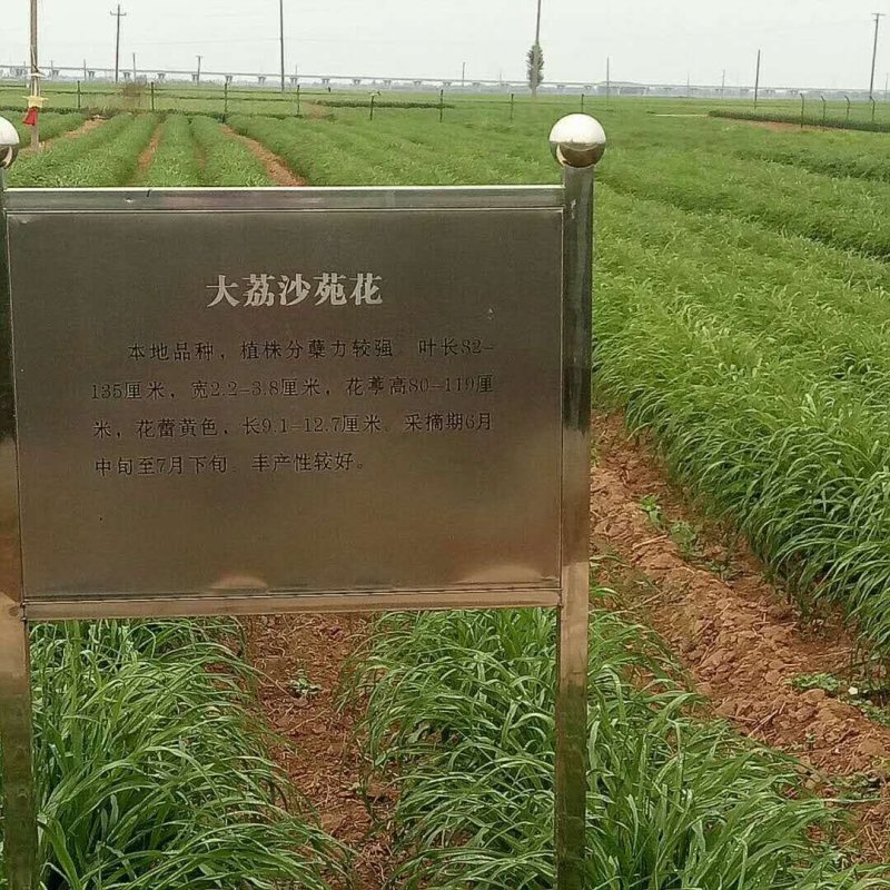 优质黄花菜种苗，出干鲜精品级干货，包回收上门指导