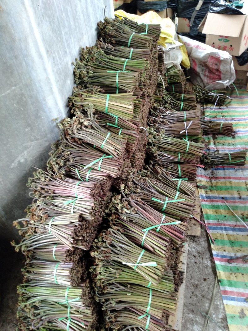 野生蕨菜(鲜货，半成品等)