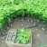 美人指葡萄苗5年大苗当年挂果现挖现卖
