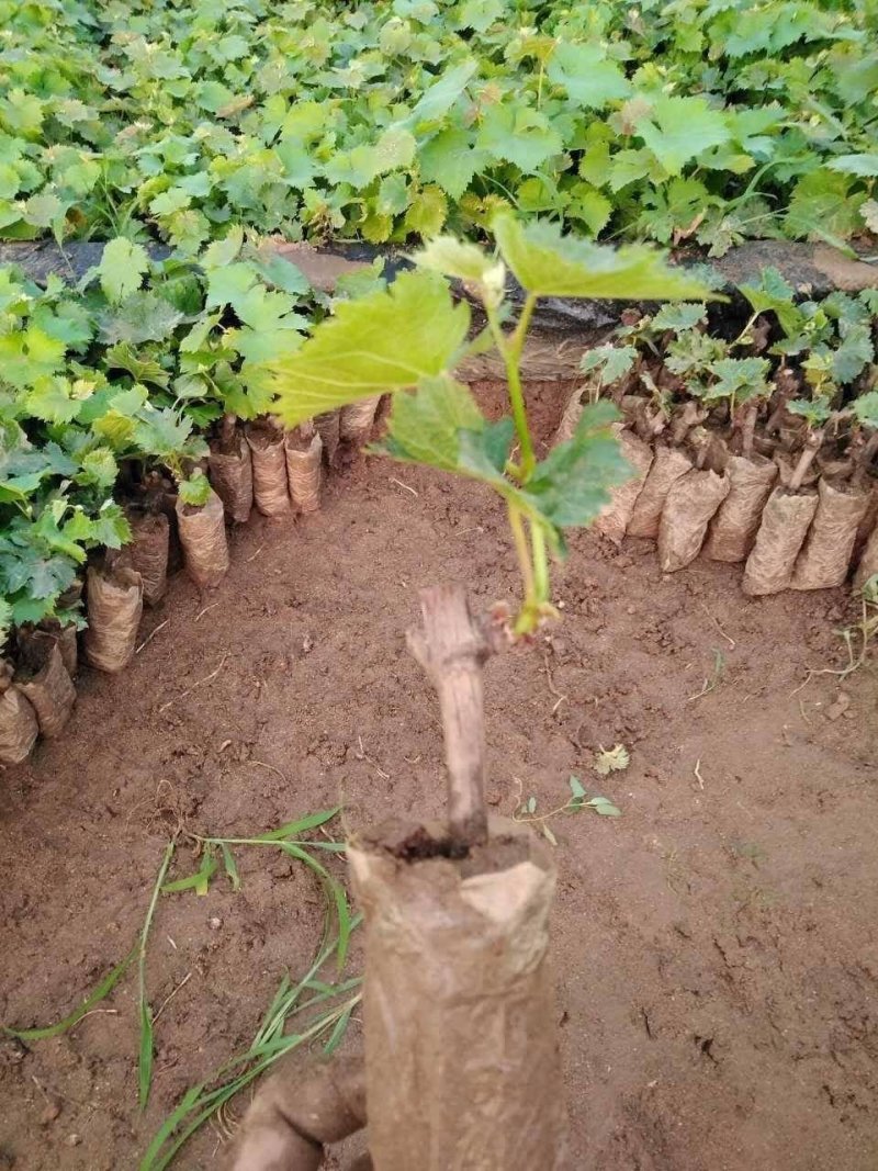 美人指葡萄苗5年大苗当年挂果现挖现卖