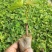 美人指葡萄苗5年大苗当年挂果现挖现卖