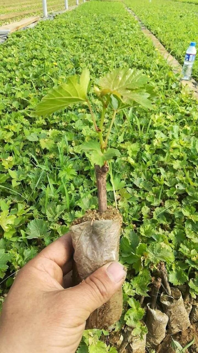 美人指葡萄苗5年大苗当年挂果现挖现卖