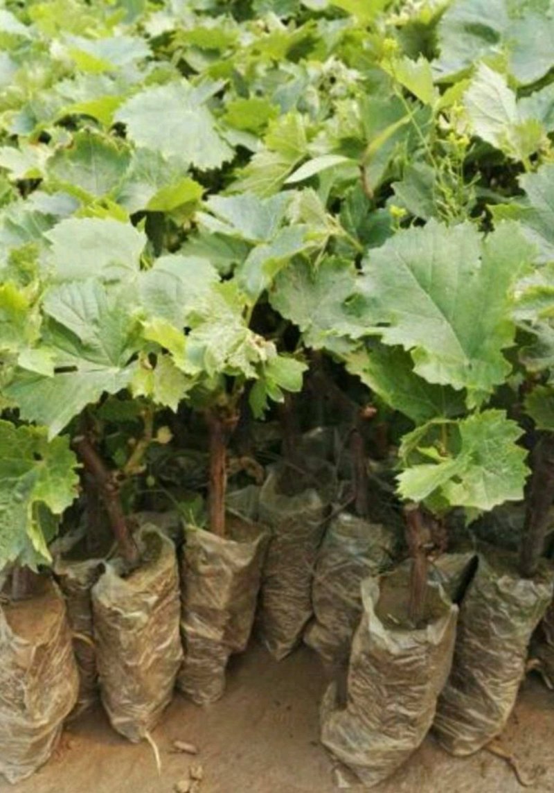 美人指葡萄苗5年大苗当年挂果现挖现卖