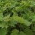 美人指葡萄苗5年大苗当年挂果现挖现卖