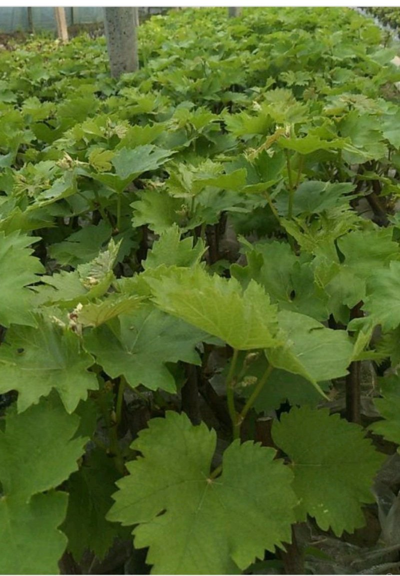 美人指葡萄苗5年大苗当年挂果现挖现卖